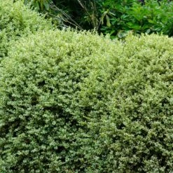 Variegated Boxwood Shrub 9 Variegated Boxwood Shrub -Geen Shop Variegated Boxwood 1