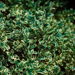 Variegated Boxwood Shrub 8 Variegated Boxwood Shrub -Geen Shop Variegated Boxwood 3 BB