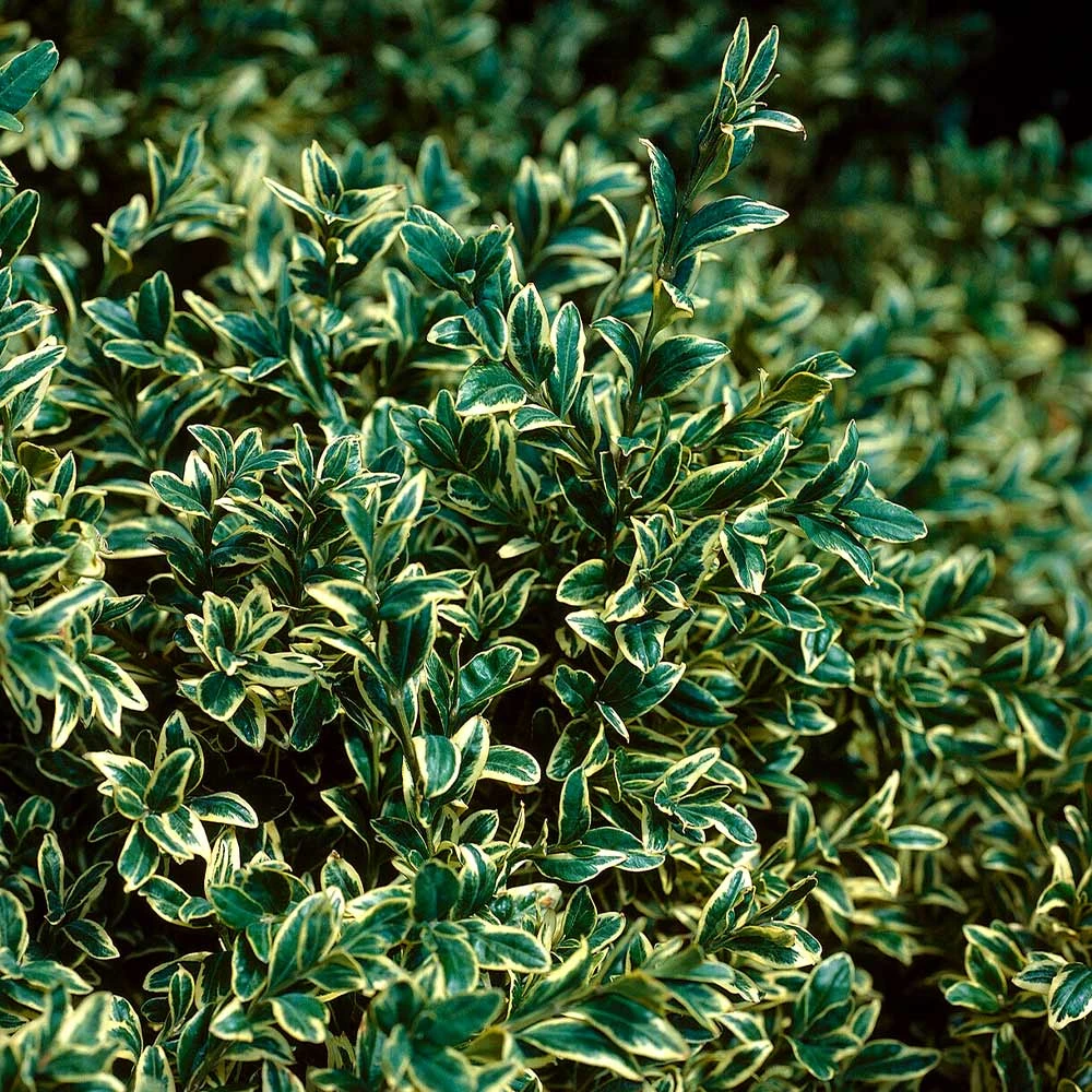 Variegated Boxwood Shrub 5 Variegated Boxwood Shrub - Image 3