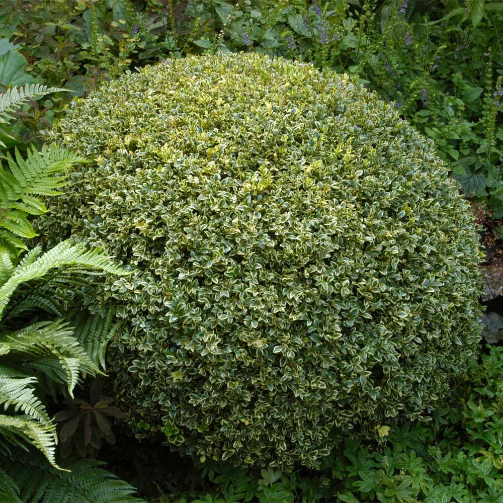 Variegated Boxwood Shrub 4 Variegated Boxwood Shrub - Image 2