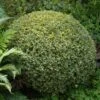 Variegated Boxwood Shrub 1 Variegated Boxwood Shrub -Geen Shop Variegated Boxwood BB 600x600 8dc5bde4 48b4 45c6 a87f 655e782edae5