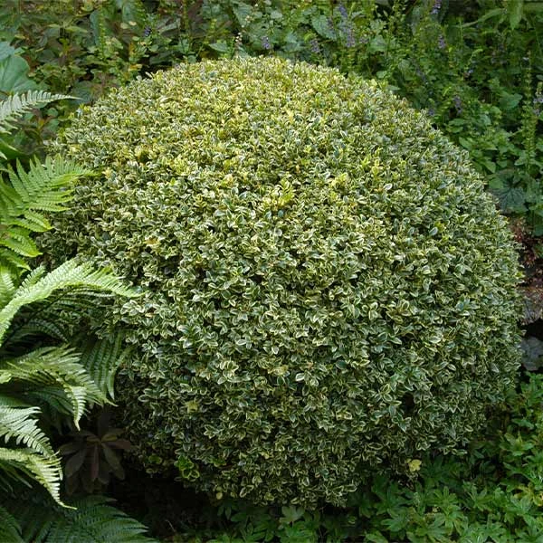 Variegated Boxwood Shrub 3 Variegated Boxwood Shrub