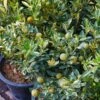 Pink Variegated Eureka Lemon Tree -Geen Shop Variegated Pink Eureka Bush BB 600x600 348a8ce9 c78a 42d1 a5c1 3e2abc9bc7f3
