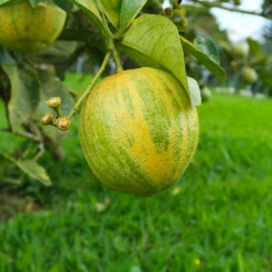 Pink Variegated Eureka Lemon Bush -Geen Shop Variegated Pink Eureka Tree 7 BB