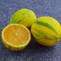 Pink Variegated Eureka Lemon Bush -Geen Shop Variegated Pink Eureka Tree 8 BB