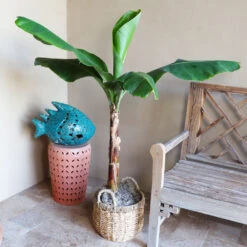 Veranda Banana Tree -Geen Shop Veranda Banana 3