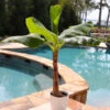 Veranda Banana Tree -Geen Shop Veranda Banana BB 600x600 367f81c2 4722 4f11 9351 de2e652782bb