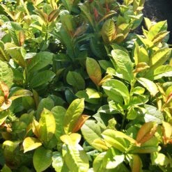 Volcano Cherry Laurel 9 Volcano Cherry Laurel -Geen Shop Volcano Laurel 2 BB
