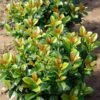 Volcano Cherry Laurel 2 Volcano Cherry Laurel -Geen Shop Volcano Laurel BB 600x600 c27bf687 aa14 48cf b5db 43ee244fcb5d
