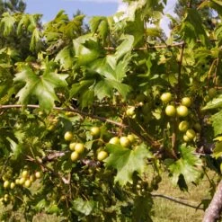 Wine Lover's Kit 10 Wine Lover's Kit -Geen Shop WIne Lovers Kit 2