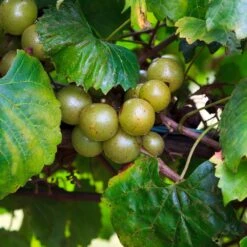 Wine Lover's Kit 11 Wine Lover's Kit -Geen Shop WIne Lovers Kit 3