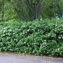 Waxleaf Privet Hedge 11 Waxleaf Privet Hedge -Geen Shop Wax Leaf Privet 2 BB