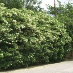 Waxleaf Privet Hedge 12 Waxleaf Privet Hedge -Geen Shop Wax Leaf Privet 3 BB