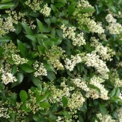 Waxleaf Privet Hedge 13 Waxleaf Privet Hedge -Geen Shop Wax Leaf Privet 4 BB