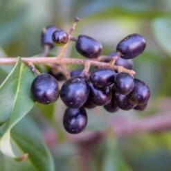 Waxleaf Privet Hedge 14 Waxleaf Privet Hedge -Geen Shop Wax Leaf Privet 5 BB