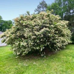 Waxleaf Privet Hedge 15 Waxleaf Privet Hedge -Geen Shop Wax Leaf Privet 6 BB