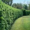 Waxleaf Privet Hedge 2 Waxleaf Privet Hedge -Geen Shop Wax Leaf Privet BB 600x600 dd2dd856 1412 44c1 b6a8 f768573d1edd
