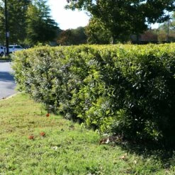 Wax Myrtle Shrub 13 Wax Myrtle Shrub -Geen Shop Wax Myrtle 3 BB