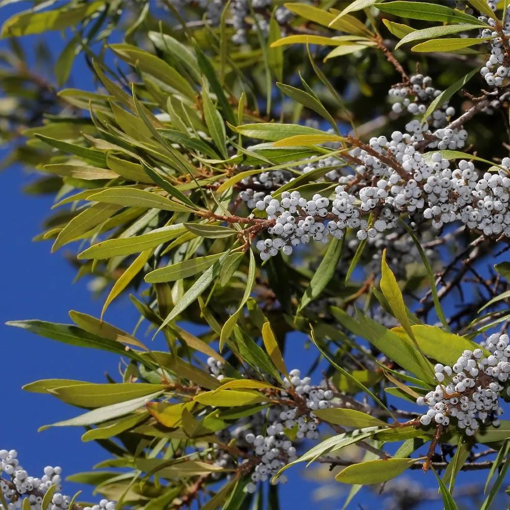 Wax Myrtle Shrub 7 Wax Myrtle Shrub - Image 5