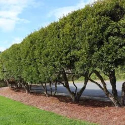 Wax Myrtle Shrub 10 Wax Myrtle Shrub -Geen Shop Wax Myrtle 4 FGT
