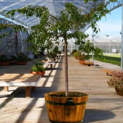 Weeping Extraordinaire™ Cherry Tree 8 Weeping Extraordinaire™ Cherry Tree -Geen Shop Weeping Extraordinaire Cherry 1