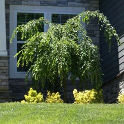 Weeping Extraordinaire™ Cherry Tree 9 Weeping Extraordinaire™ Cherry Tree -Geen Shop Weeping Extraordinaire Cherry 4