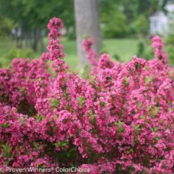 Sonic Bloom® Weigela Shrub -Geen Shop Weigela Sonic Bloom Pink 2 BB