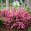 Sonic Bloom® Weigela Shrub -Geen Shop Weigela Sonic Bloom Pink BB 600x600 8255e385 5866 4626 ba11 2e71a4f3c914