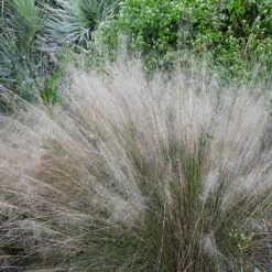 White Cloud Muhly Grass 8 White Cloud Muhly Grass -Geen Shop White Cloud Muhly Grass 1 BB