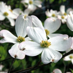 White Dogwood Tree -Geen Shop White Dogwood 20 BB