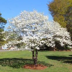 White Dogwood Tree -Geen Shop White Dogwood 3 BB