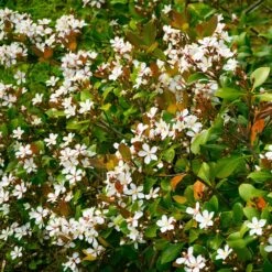 Snow White Indian Hawthorn Shrub -Geen Shop White Indian Hawthorn 1