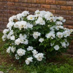White Knock Out® Rose 9 White Knock Out® Rose -Geen Shop White Knockout Rose 4