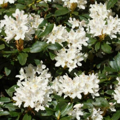 White Rhododendron Shrub 7 White Rhododendron Shrub -Geen Shop White Rhododendron 2 FGT