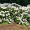 White Rhododendron Shrub 1 White Rhododendron Shrub -Geen Shop White Rhododendron BB 600x600 3c123a0c dc82 4cc3 ab5f fc921bdbcdee