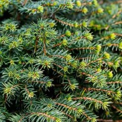 White Spruce Tree -Geen Shop White Spruce Tree 3 BB