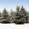 White Spruce Tree 2 White Spruce Tree -Geen Shop White Spruce Tree 600x600 f1197077 9142 4a0b ac8d f73c3407f36a