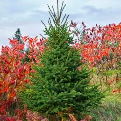 White Spruce Tree -Geen Shop White Spruce Tree 6 BB