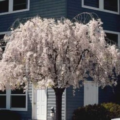 White Weeping Cherry Tree -Geen Shop White Weeping Cherry 6