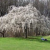 White Weeping Cherry Tree 1 White Weeping Cherry Tree -Geen Shop White Weeping Cherry BB 600x600 c6f4934e 4eb8 42c5 bb59 2049c63589e5