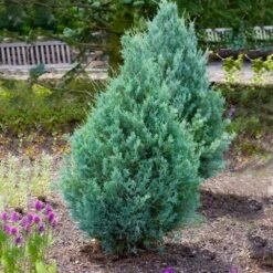 Wichita Blue Juniper Tree -Geen Shop Wichita Blue Juniper 4