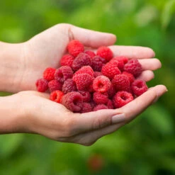 Willamette Red Raspberry Bush -Geen Shop Wiliamette Raspberry 5 BB