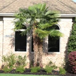 Windmill Palm Tree 11 Windmill Palm Tree -Geen Shop Windmill Palm 12