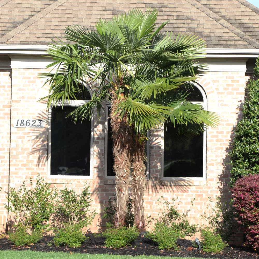 Windmill Palm Tree 6 Windmill Palm Tree - Image 4