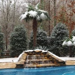 Windmill Palm Tree 12 Windmill Palm Tree -Geen Shop Windmill Palm 4 BB