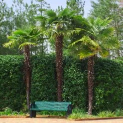 Windmill Palm Tree 13 Windmill Palm Tree -Geen Shop Windmill Palm 9