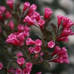 Wine & Roses® Weigela Shrub -Geen Shop Wine and Roses Weigela 3 FGT