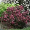 Wine & Roses® Weigela Shrub -Geen Shop Wine and Roses Weigela BB 600x600 9f2926be 28dc 4f3e 9f1d ff1f5f2d728b