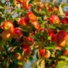 Winesap Apple Tree 2 Winesap Apple Tree -Geen Shop Winesap Apples BB 600x600 63808b7d 3456 4831 b8d3 d7dabac6dd59