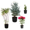 Cold-Hardy Winter Interest Kit 2 Cold-Hardy Winter Interest Kit -Geen Shop Winter Evergreens 600x600 57cc4440 870f 453d 9ab3 737696cac56c